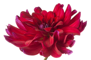 Keuken achterwand Dahlia Dahlia bloesem in tuintinten  © _Vilor