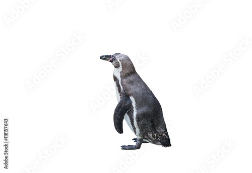 Penguin gray white color isolated on a white background