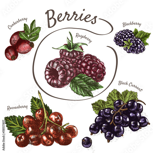 Vector illustration colorful set with berries.