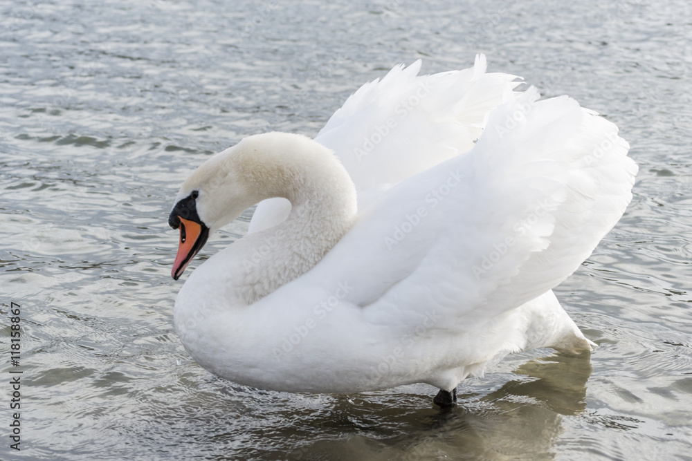 Obraz premium Swan on the water