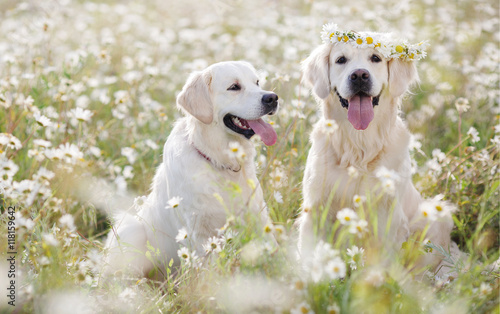 Canvas Print Two young dogs of the breed Golden Retriever on a hot summer day on a walk in a
