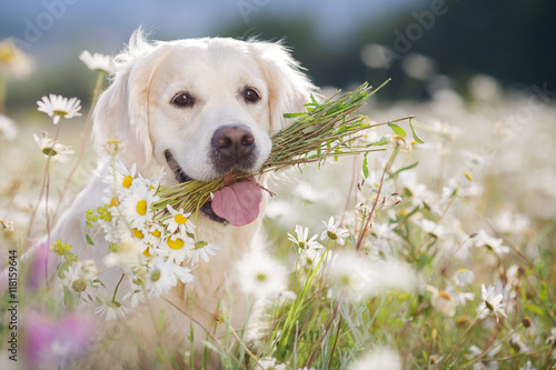young beautiful dog breed Golden Retriever,kind brown eyes,pink tongue,holding in teeth a bouquet of white field daisies with yellow center,photo is made in spring on a mountain meadow