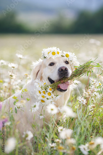 young beautiful dog breed Golden Retriever,kind brown eyes,pink tongue,holding in teeth a bouquet of white field daisies with yellow center,photo is made in spring on a mountain meadow