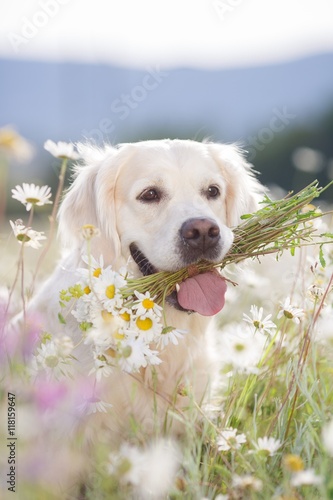 young beautiful dog breed Golden Retriever,kind brown eyes,pink tongue,holding in teeth a bouquet of white field daisies with yellow center,photo is made in spring on a mountain meadow