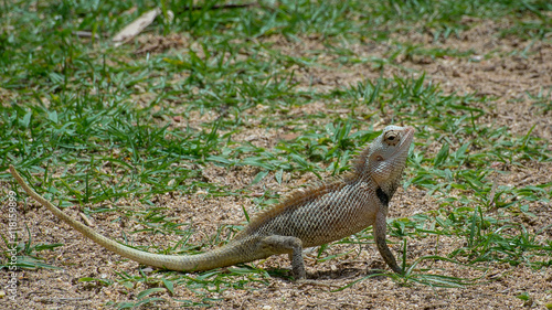 Ceylon chameleon on the grassin the village of Koggala Sri Lanka. © Amateur007