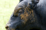 black bull 2