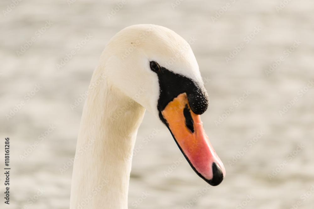 The head of a swan The head of a swan