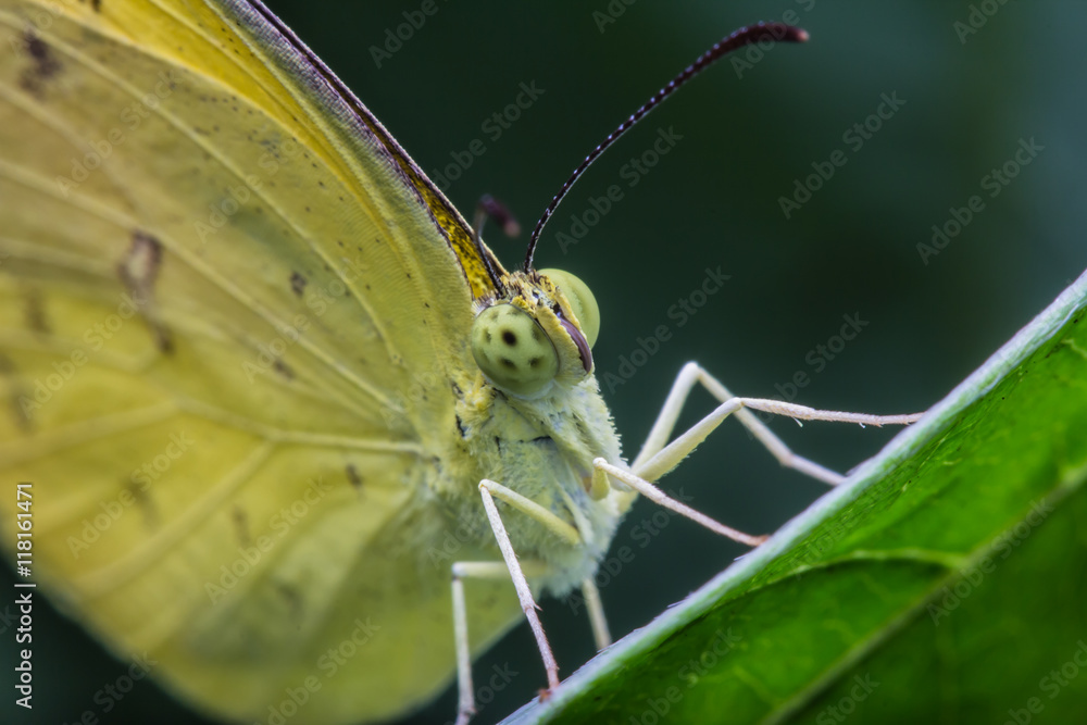 Obraz premium Yellow butterfly fly 