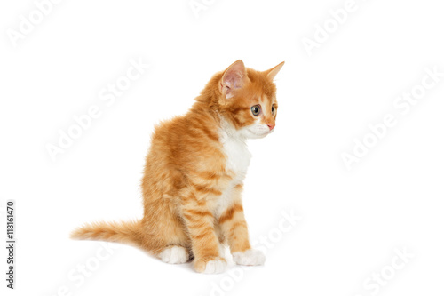 red cat looks at a white background