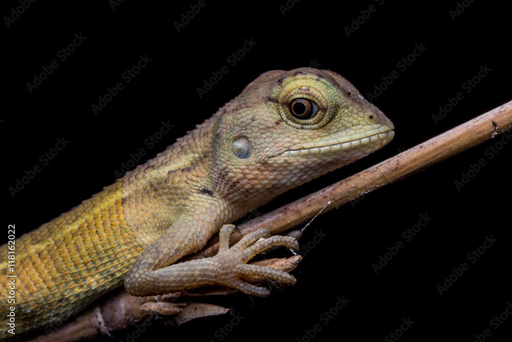 Obraz premium Close-Up of a lizard on tree