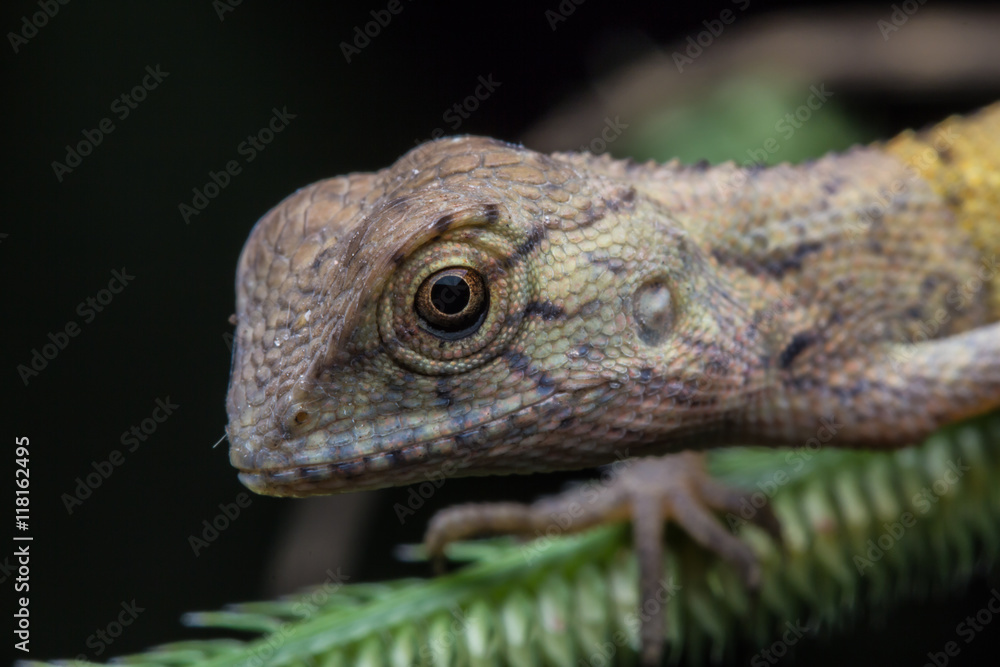 Fototapeta premium Close-Up of a lizard on tree