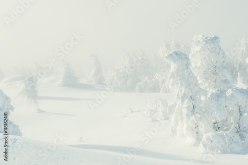 Snow-covered trees in winter forest.