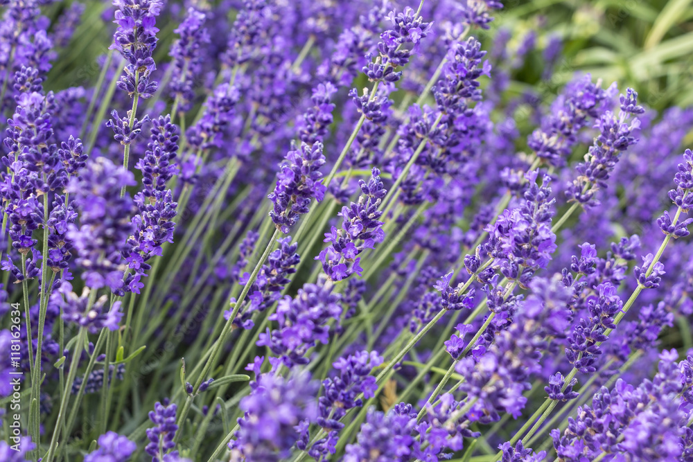 Naklejka premium View of flowering lavender