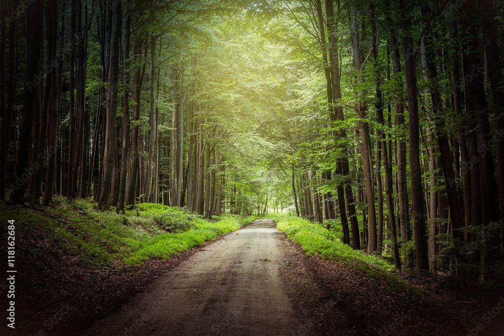 Naklejka premium fantasy forest path