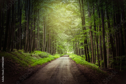 Fototapeta Naklejka Na Ścianę i Meble -  fantasy forest path