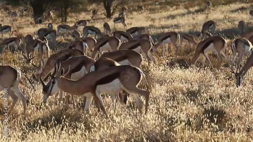 Herd of springbok antelopes (Antidorcas marsupialis) in late afternoon light, Kalahari desert, South Africa