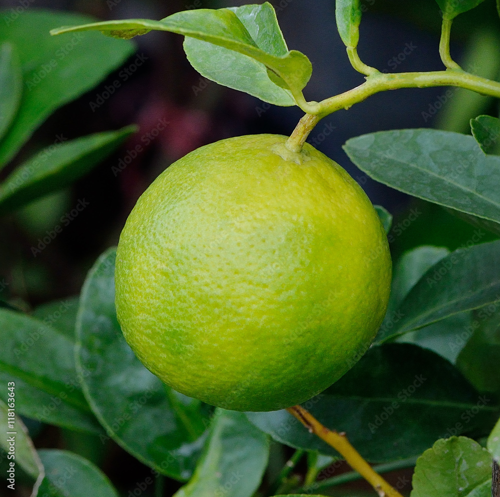 fresh ripe lemons on a lemon tree branch in  garden