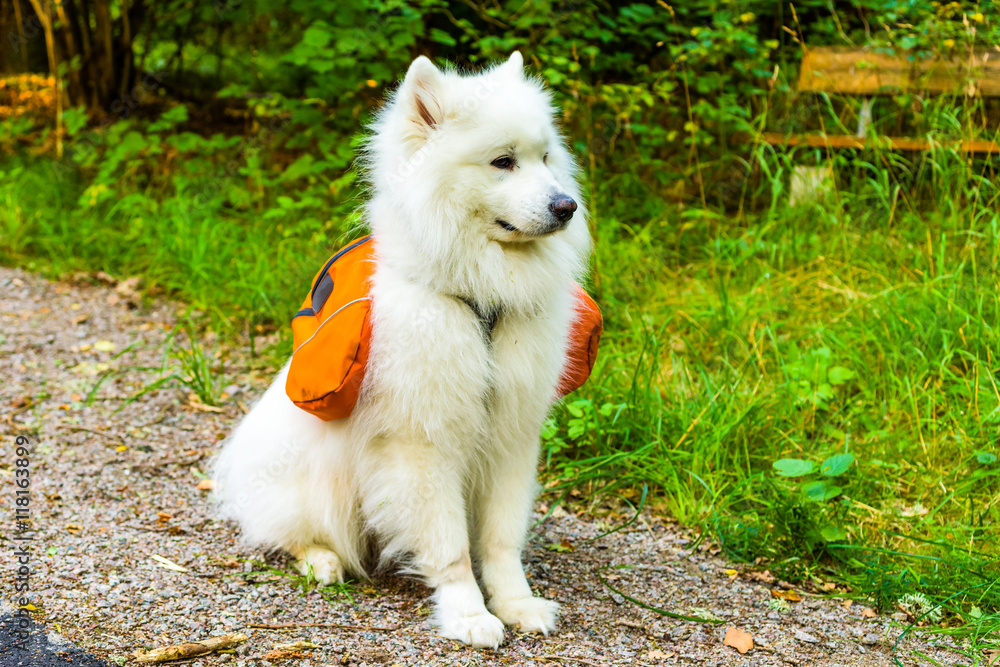 Lovely white Samoyed dog sitting with orange dog pack on his back. Lovely white Samoyed dog sitting with orange dog pack on his back.