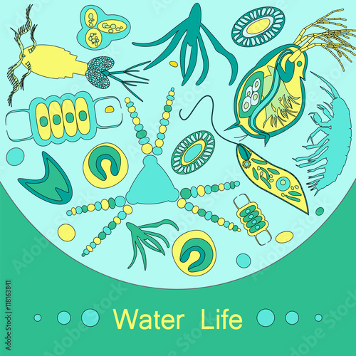 plankton phytoplankton zooplankton outline