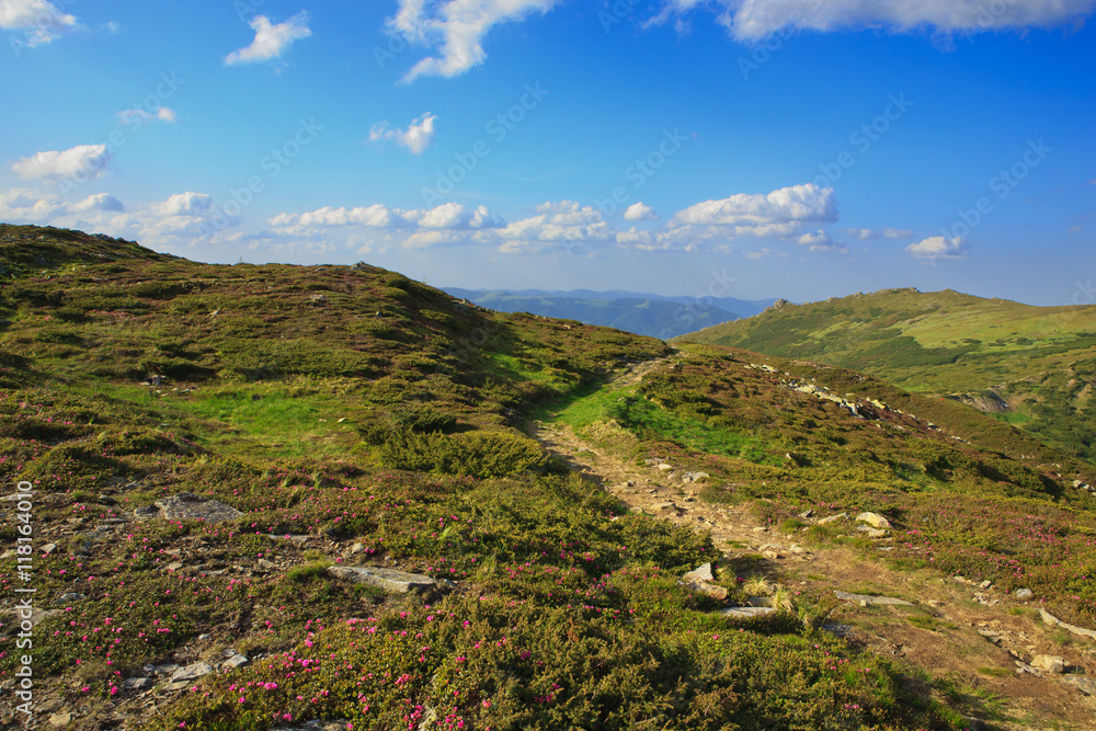 flowering rhodonendron in the Carpathians flowering rhodonendron in the Carpathians