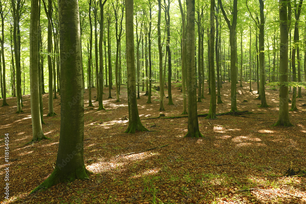 Obraz premium Natural Forest of Tall Beech Trees illuminated by the Sun