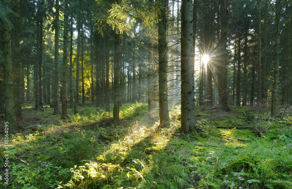 Fototapeta premium Spruce Tree Forest, Sunbeams through Fog Creating a Mystic Atmosphere