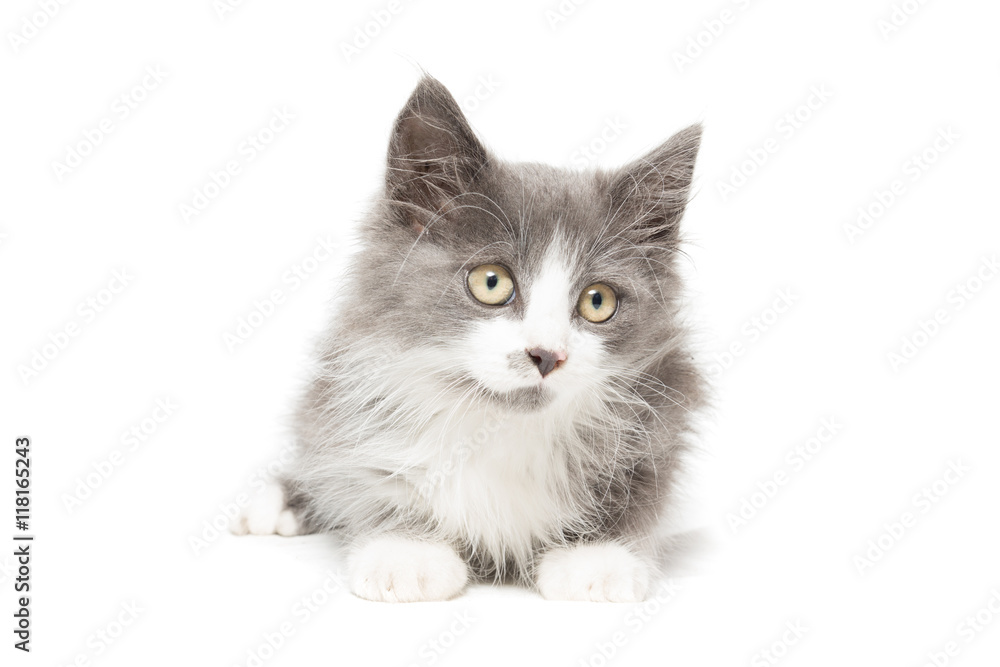  kitten on a white background