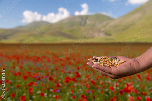 Schilderij op canvas Misto di Legumi (Castelluccio di Norcia)