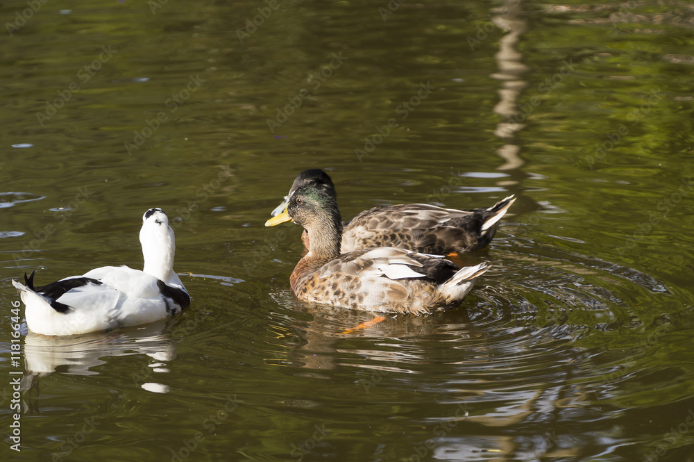 beautiful mallard ducks in the water beautiful mallard ducks in the water