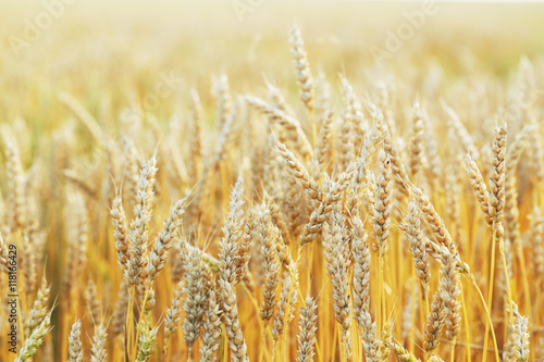 Ripe golden wheat field on outdoors