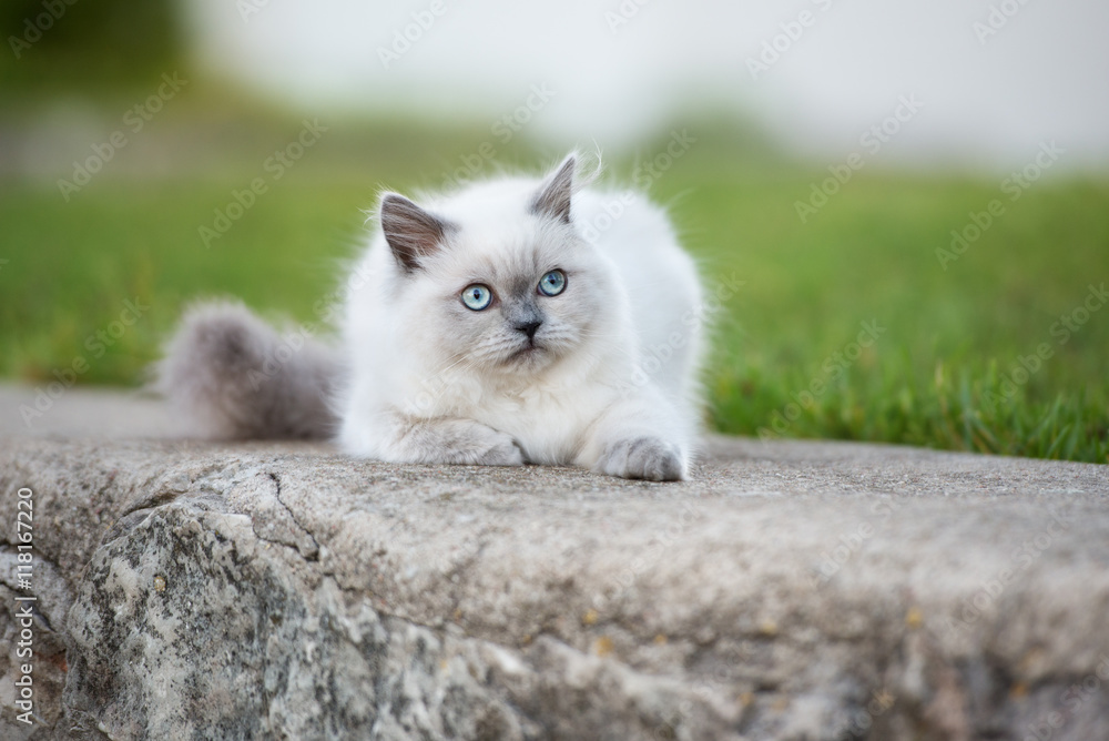 adorable fluffy kitten with blue eyes posing outdoors