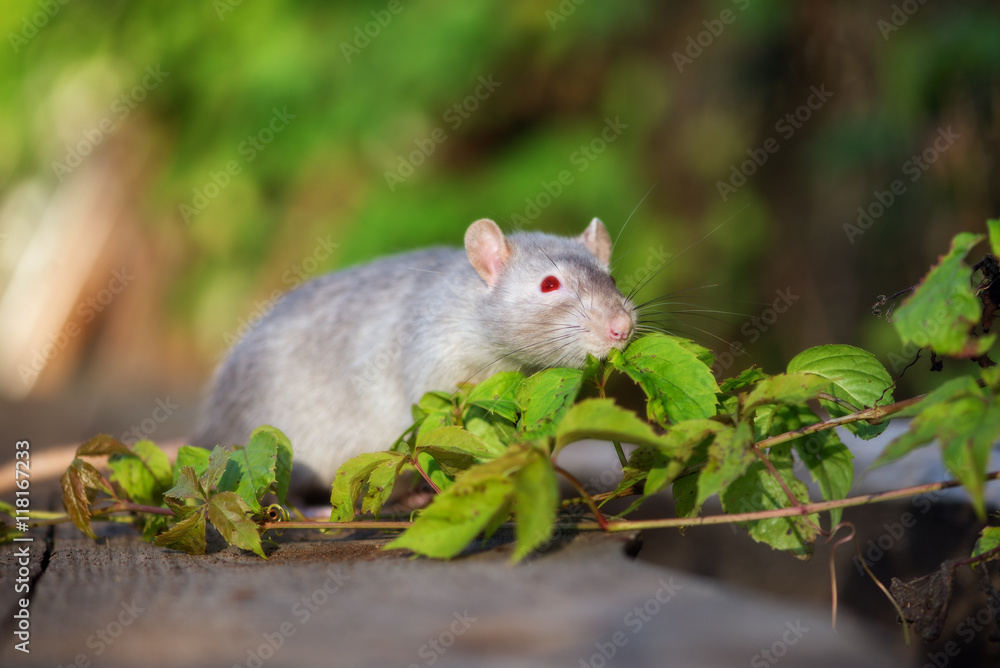 red eyed devil rat pet outdoors in summer red eyed devil rat pet outdoors in summer
