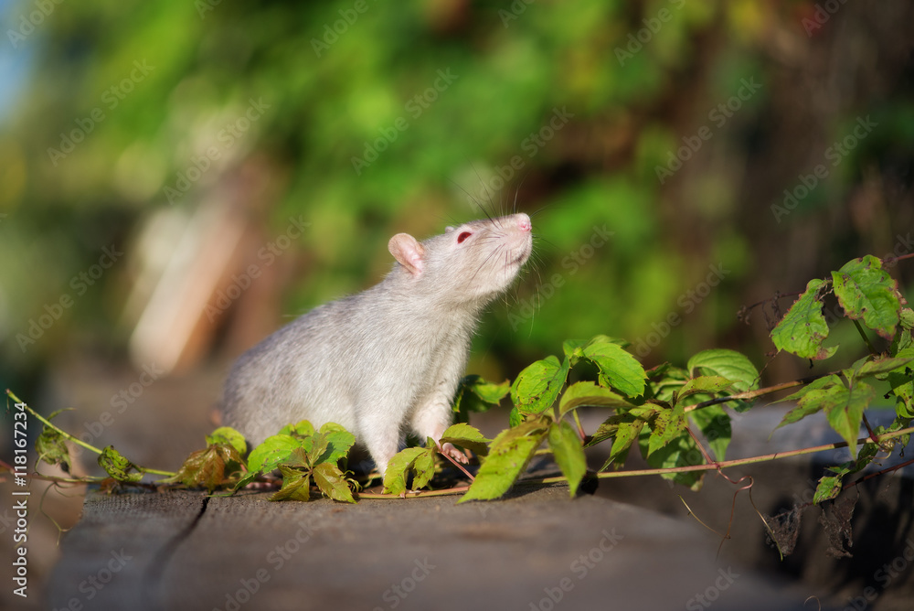 red eyed devil rat pet outdoors in summer red eyed devil rat pet outdoors in summer