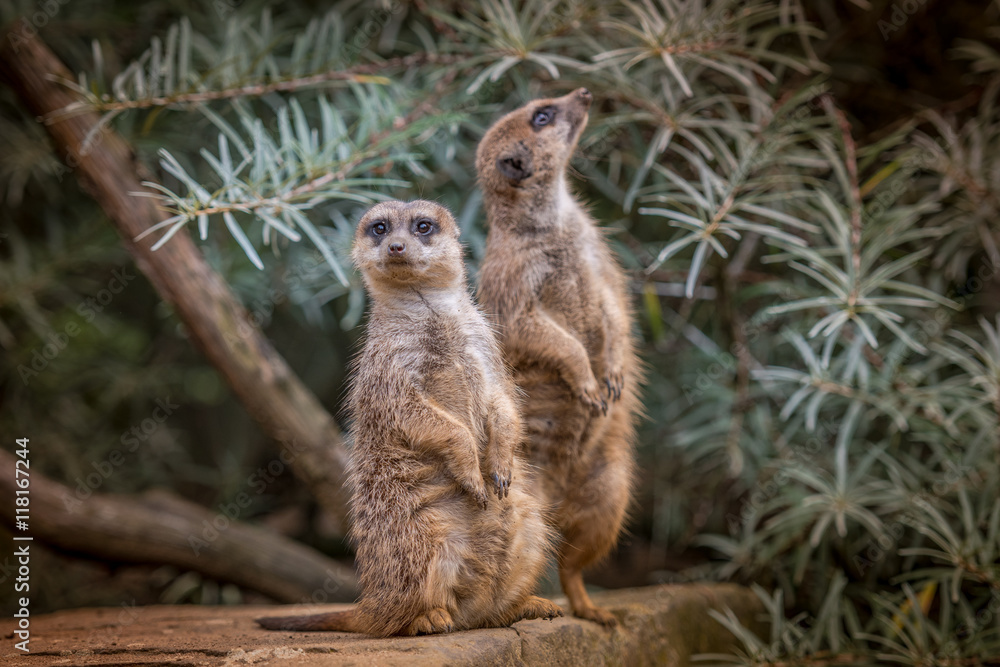 Wachsame Erdmännchen Wachsame Erdmännchen