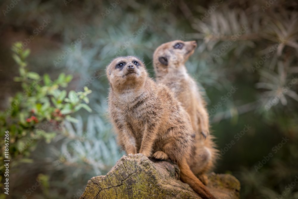 Fototapeta premium Wachsame Erdmännchen