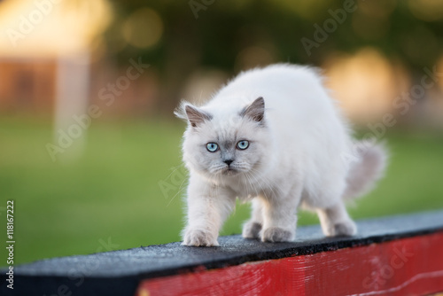 adorable fluffy kitten with blue eyes posing outdoors