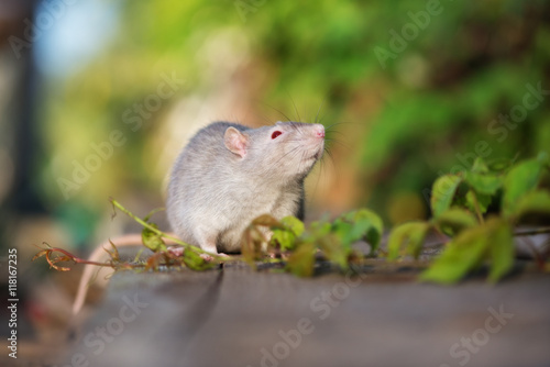 red eyed devil rat pet outdoors in summer