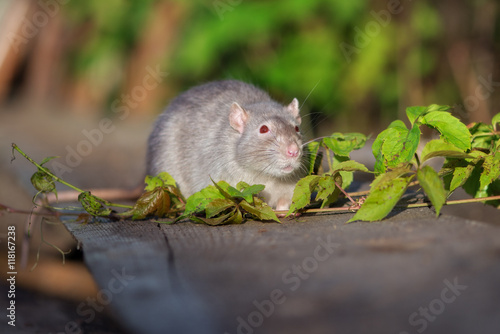 red eyed devil rat pet outdoors in summer © otsphoto