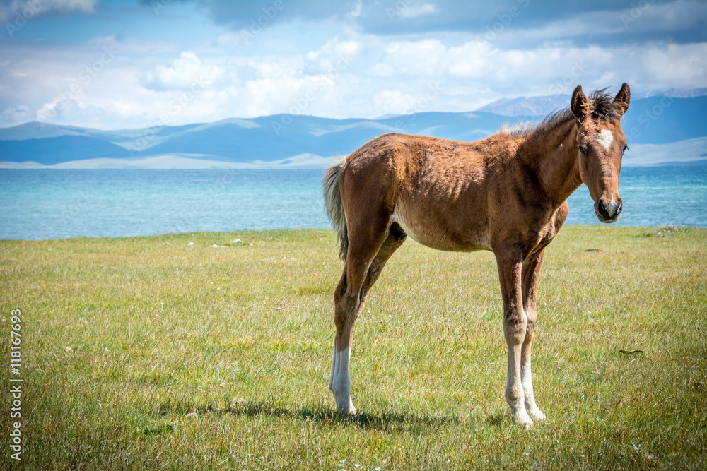 Pferd am Song Kul See in Kirgistan