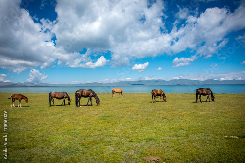 Fototapeta Naklejka Na Ścianę i Meble -  Pferd am Song Kul See in Kirgistan