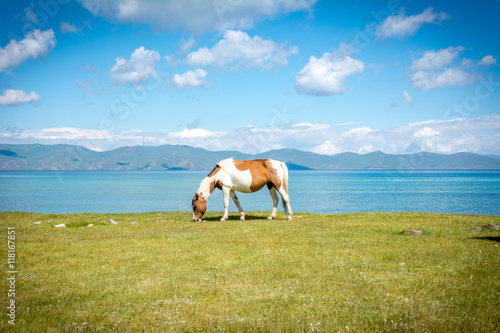 Fototapeta Naklejka Na Ścianę i Meble -  Pferd am Song Kul See in Kirgistan