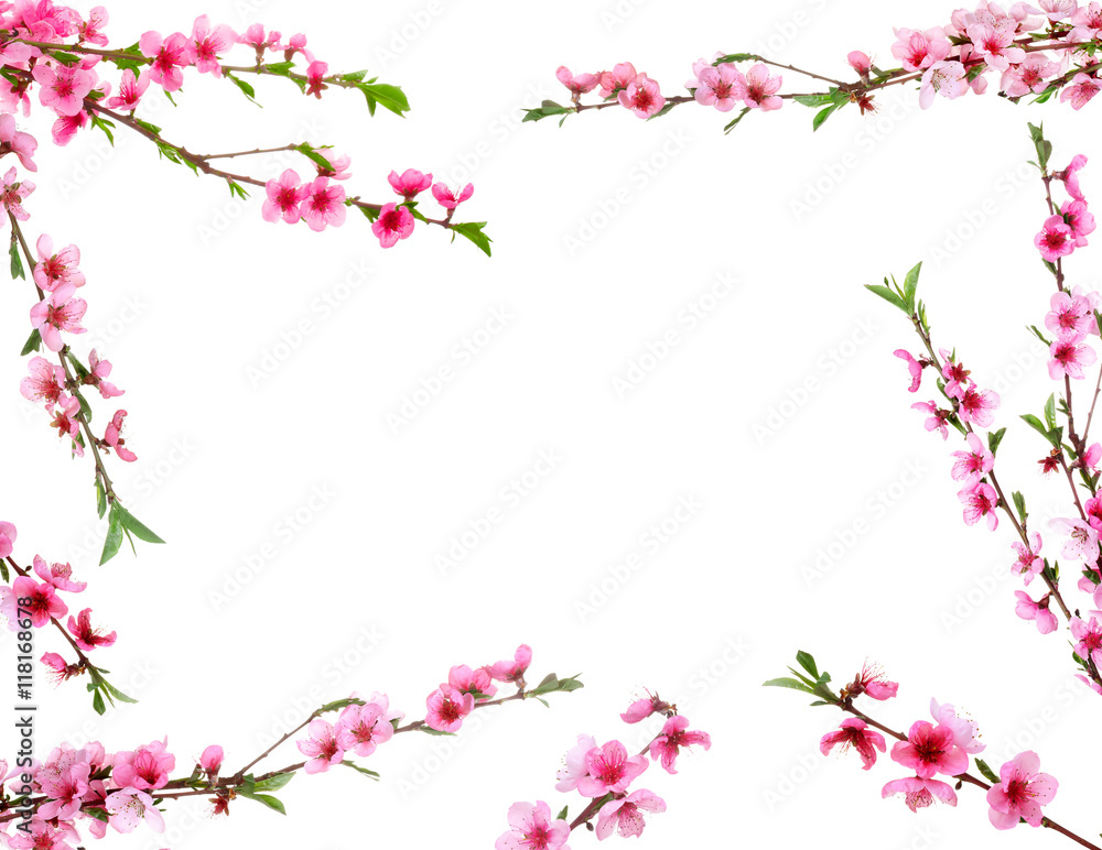 Frame of spring flowering branches on white background.
