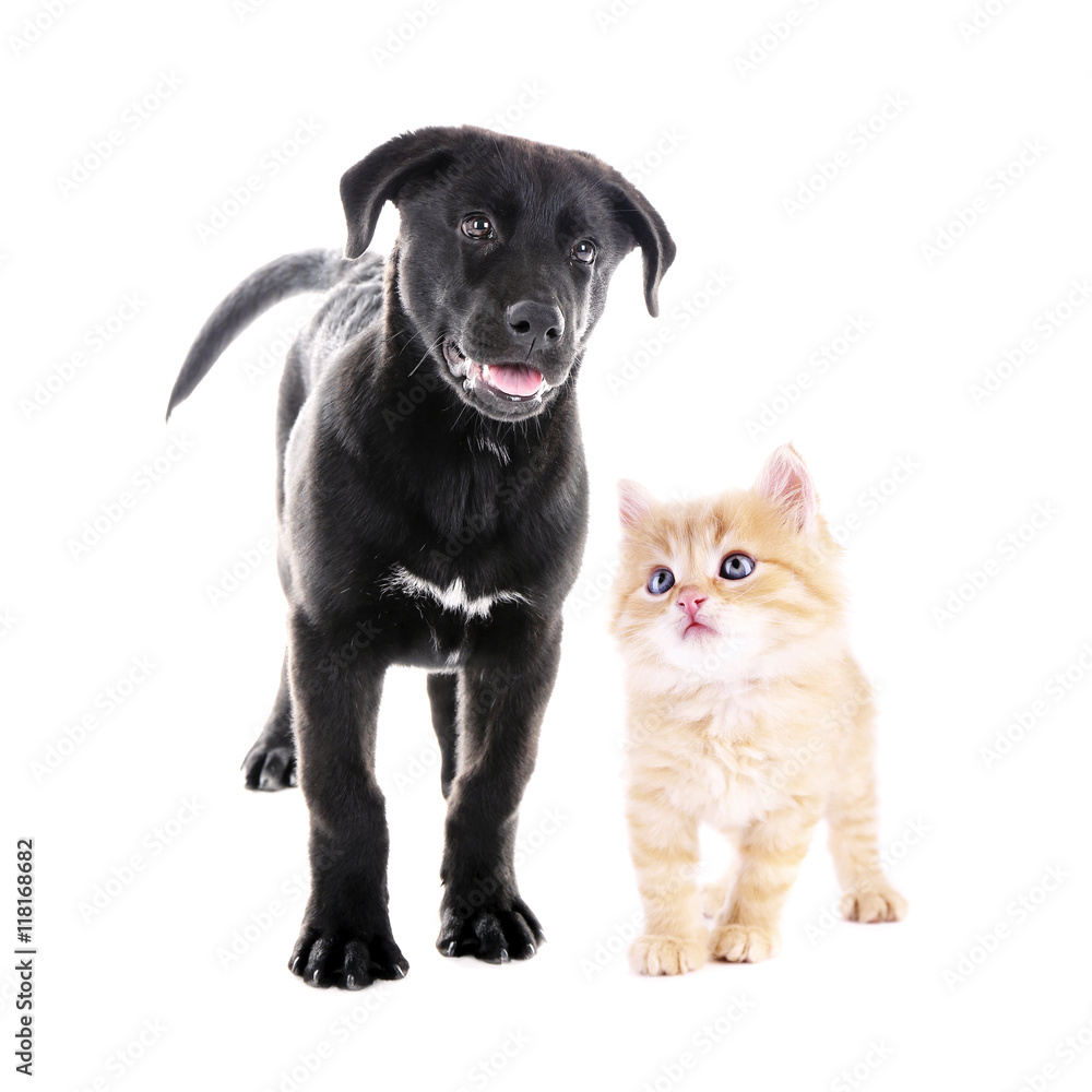 Cute black puppy and adorable tabby kitten together on white background. Animal friendship concept.