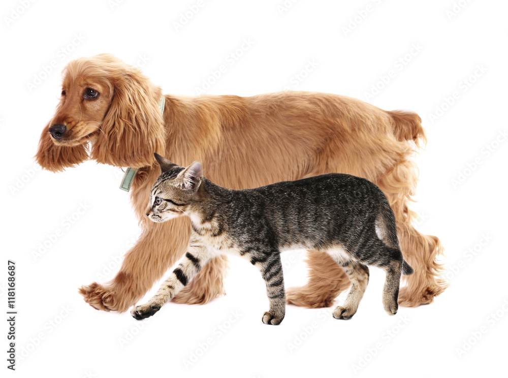 Cute cocker spaniel dog and beautiful tabby cat together on white background. Animal friendship concept.