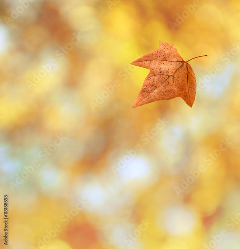 Autumn leaf on blurred foliage background.