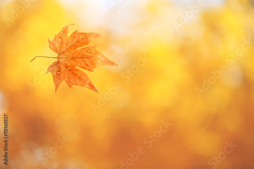 Autumn leaf on blurred foliage background.