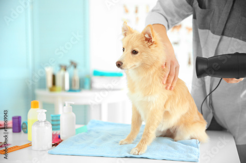 Cute dog Spitz at groomer s...