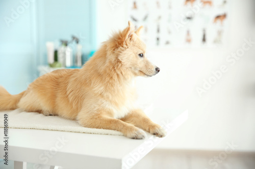 Cute dog Spitz at groomer s...