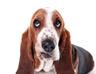 Basset hound dog on white background