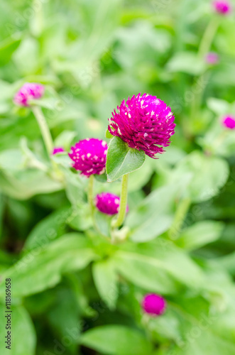 Close up of globe amaranth in the garden.